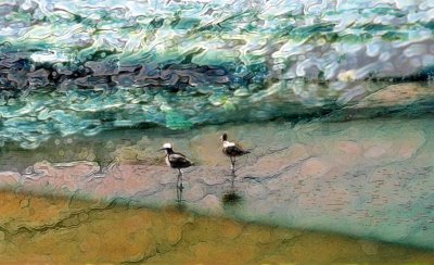 birds on a beach