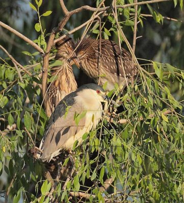 Black-crowned night heron family DPP_1033436 .jpg