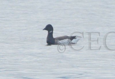 Other Goose Species and Variations