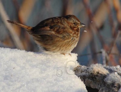 Extreme Cold, Song Sparrow, Yakima River Bank DPP_22660 copy.jpg