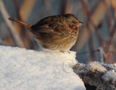 Extreme Cold, Song Sparrow, Yakima River Bank DPP_22661 copy.jpg