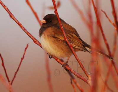 Extreme Cold, Sunset, Dark-eyed Junco, Yakima River DPP_31088 copy.jpg