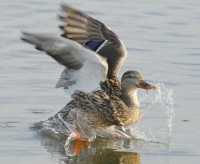 Mallard DPP_1631194 copy.jpg