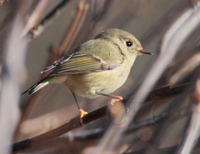 Ruby-crowned Kinglet, Anacortes DPP_1024844 copy.jpg