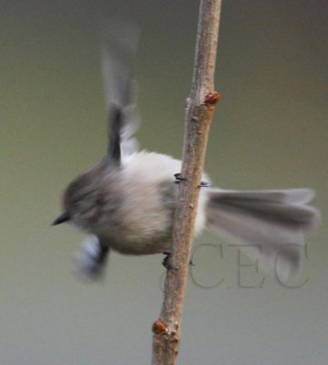 Bushtit, Seattle DPP_1025307 copy.jpg