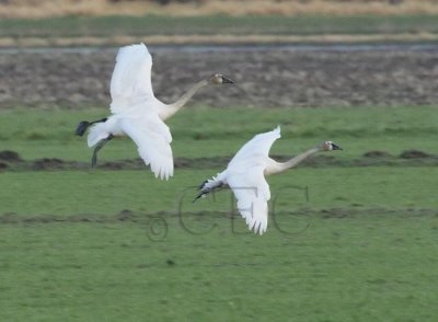 Tundra Swans Landing sequence 1/7 DPP_1024089 copy.jpg