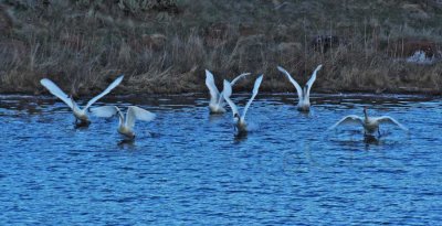 Tundra Swans DPP_1025548 copy.jpg