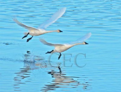 Tundra Swans DPP_1025878 copy.jpg