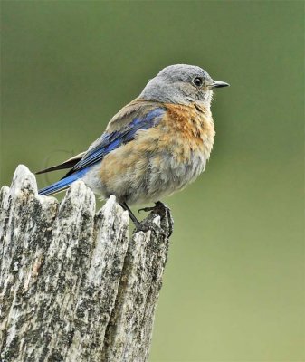 Western Bluebird, female, Yakima Bluebird Trail DPP_16017278 copy.jpg