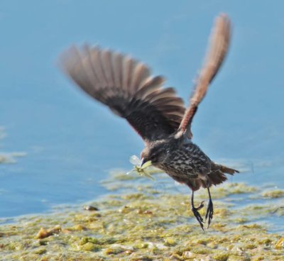 Red-wing or tri-colored blackbird, female DPP_10037231.jpg