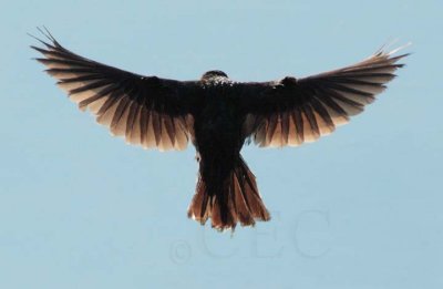 Red-wing or tri-colored blackbird, female DPP_10037487 2 copy.jpg