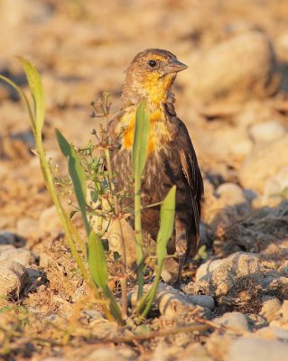 Yellow-headed Blackbird, female, juvenile  DPP_10038203 copy.jpg