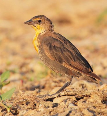 Yellow-headed Blackbird, female, juvenile  DPP_10038204 copy.jpg