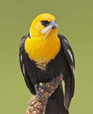 Yellow-headed Blackbird, male DPP_1032941 copy.jpg