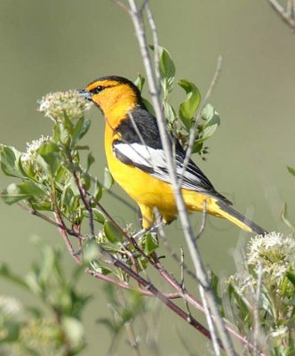 Bullock's Oriole DPP_16017645 copy.jpg