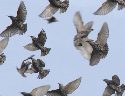 Starlings going different directions _1634202 crop2.jpg