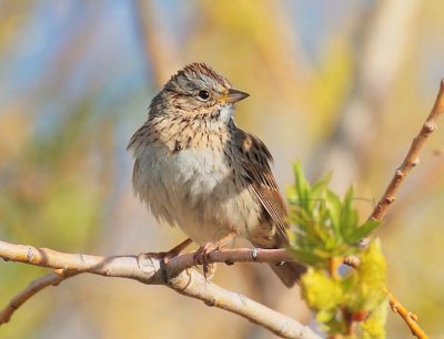 Lincoln's Sparrow Yakima DPP_10027613.jpg