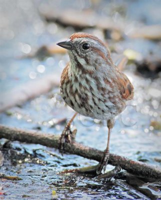 Song Sparrow DPP_10030270 copy.jpg