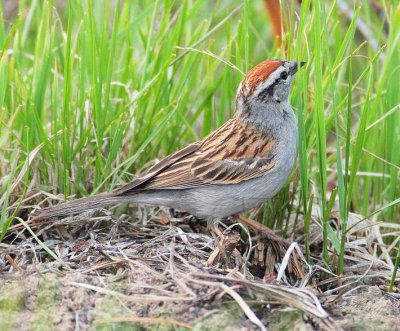 Chipping Sparrow DPP_10030560 copy.jpg