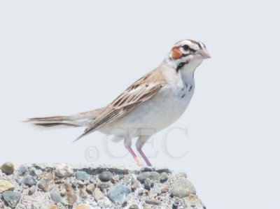 Lark Sparrow, diffuse central spot  DPP_10035303 copy.jpg