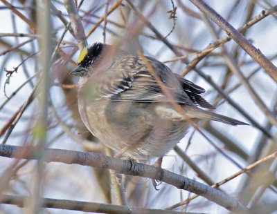 Golden-crowned sparrow with white in crop DPP_16013884 copy.jpg