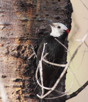 White-headed Woodpecker, male,  DPP_10030429 copy.jpg