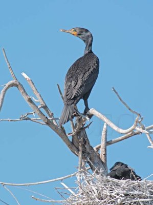 Double Crested Cormorants, Parent with chicks in nest DPP_1034100 copy.jpg