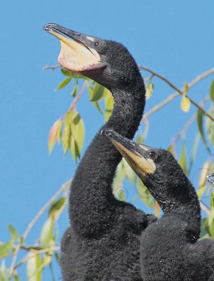 Double Crested Cormorants, Close-up of previous DPP_1034136 2 copy.jpg