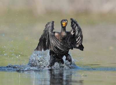 Double Crested Cormorant, Working to get airborne  DPP_1034139 copy.jpg