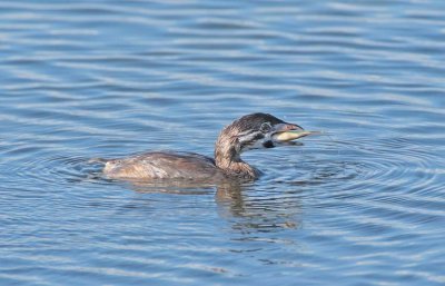 Young Pie-billed Grebe with fish copy.jpg