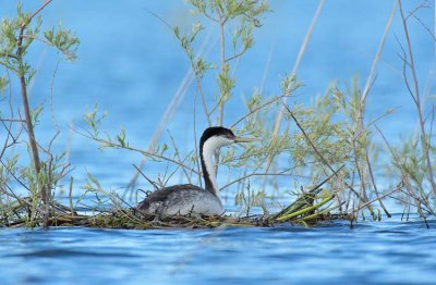 Western Grebe DPP_1032968 copy.jpg