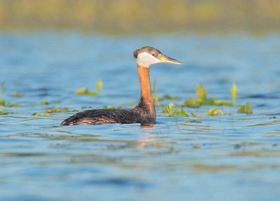 Red-necked Grebe, breeding plumage DPP_1033956 copy.jpg