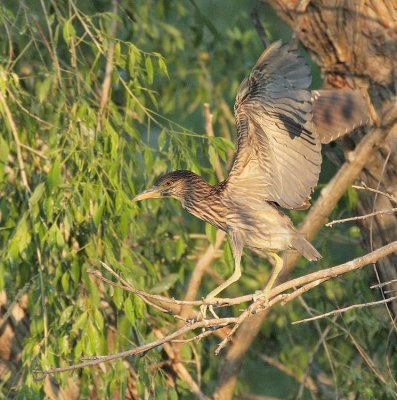 Young  Black-crowned Night Heron  DPP_1034846.jpg