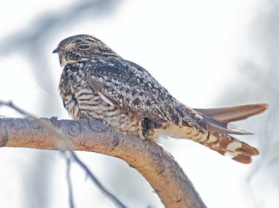 Common Night Hawk DPP_10039821 copy.jpg