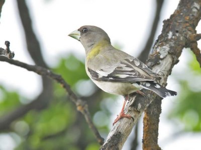 Evening Grosbeak, female DPP_16017521 copy.jpg