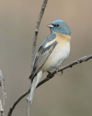 Male Lazuli Bunting, Yakima DPP_16017720 copy.jpg