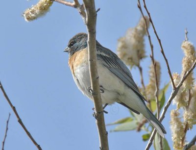 Male Lazuli Bunting, Yakima DPP_16017723 copy.jpg