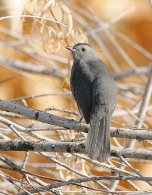 Gray Catbird, Wenatchee DPP_16027451 copy.jpg