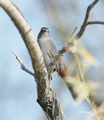 Gray Catbird DPP_16027452 copy.jpg