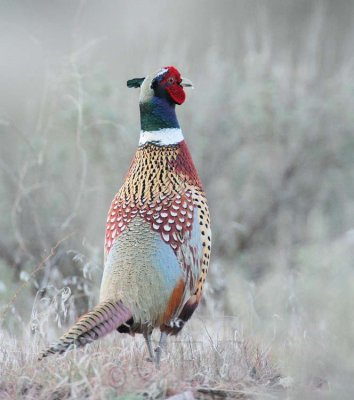 Ring-necked Pheasant, male DPP_10027324.jpg