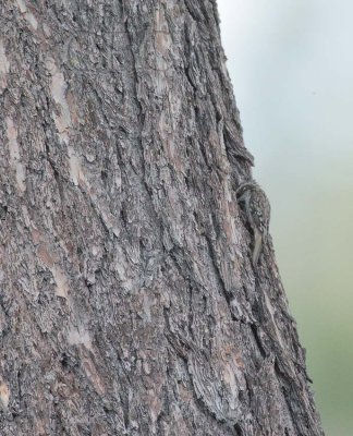 Brown Creeper DPP_10030610 copy.jpg