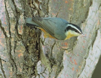 Nuthatches and Creepers