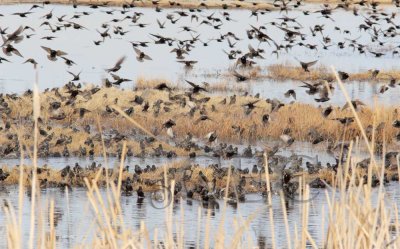 Starlings, Red-winged blackbirds, Yellow-headed blackbirds  4Z0456371004 copy.jpg