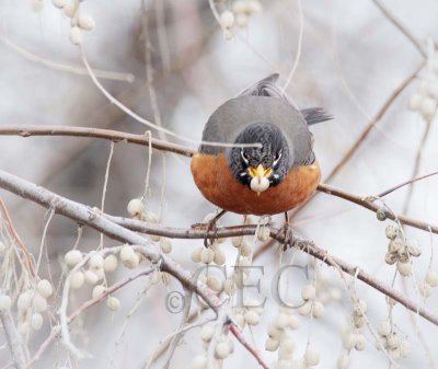 American Robin eating Russsian Olives   4Z0459201004 copy.jpg