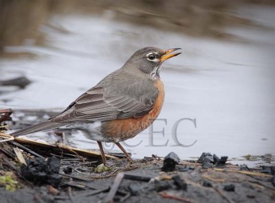 American Robin by stream  4Z0459351004 copy.jpg