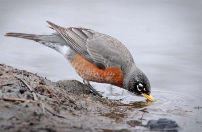 American Robin drinking from stream  4Z0459461004 copy.jpg