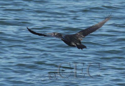 Brandt's Cormorant  DPP_1024777.jpg