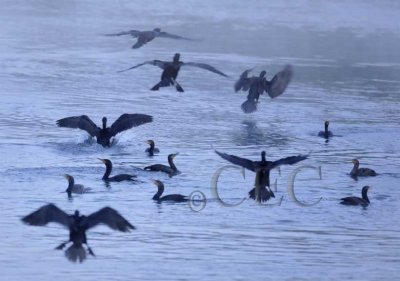 Double Crested Cormorants, Group landing  _T4P03961604 copy.jpg
