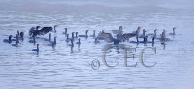 Double Crested Cormorants, _T4P04161604 copy.jpg