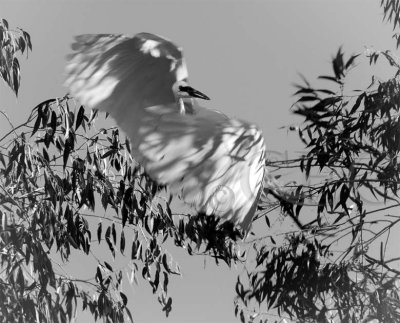 _T4P8992...1603b&w copy.jpg